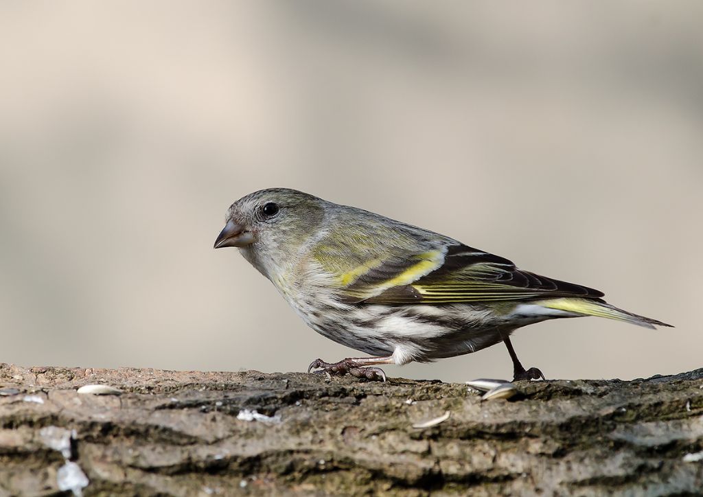 Lucherini (Spinus spinus)